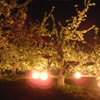 りんごの花のライトアップ